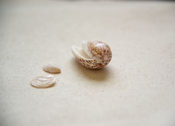 Close-up of shells on the table