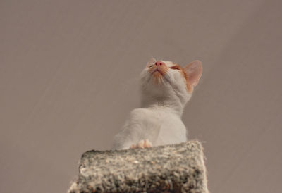 Cat looking away against wall
