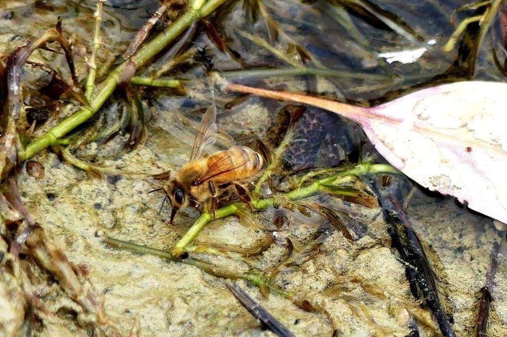 CLOSE-UP HIGH ANGLE VIEW OF INSECT