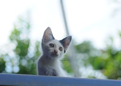 Portrait of cat looking outdoors