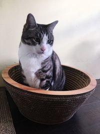 Close-up of cat sitting on wicker basket