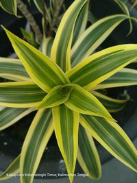 Close-up of green plant