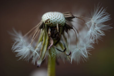 Close-up of dandelion on plant