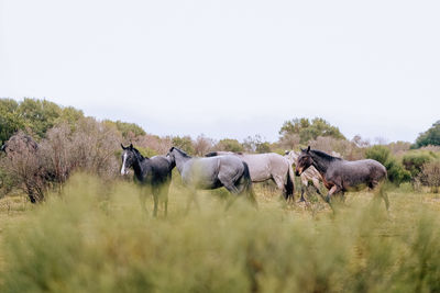 Horse grazing on field
