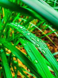 Close-up of raindrops on grass