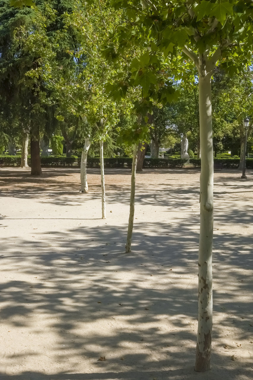 tree, plant, nature, shadow, sunlight, growth, day, no people, park, outdoors, land, beauty in nature, tranquility, leaf, tree trunk, trunk, green, tranquil scene, park - man made space