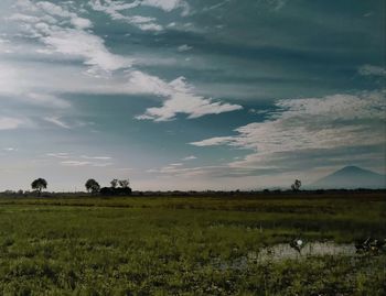 Scenic view of agricultural field against sky