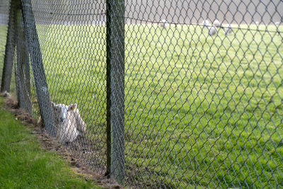 Green field with sheep seen through chainlink fence