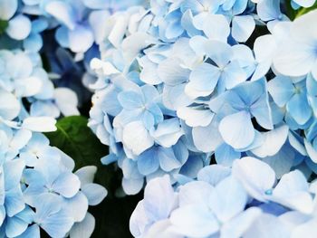 Close-up of blue hydrangea blooming outdoors