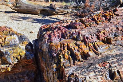 Petrified wood close up fossilized mineralization escalante petrified forest state park trail utah