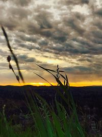 Silhouette plant on field against sky at sunset