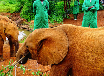 Full length of elephant on field