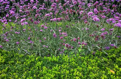 Flowers blooming on field
