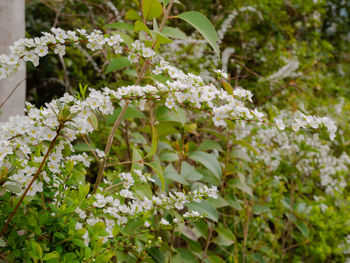 Close-up of white flowering plants