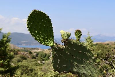 Close-up of succulent plant growing on field against sky