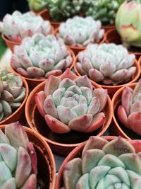 Full frame shot of succulent plants