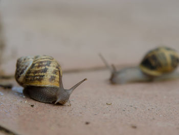 Close-up of snail