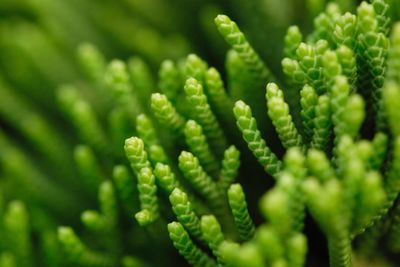 Close-up of fern leaves