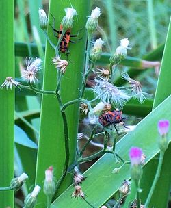 Close-up of bee on flower