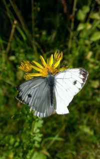 Close-up of butterfly on flower