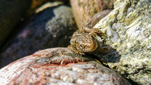 Close-up portrait of lizard on rock