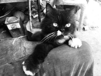 Portrait of cat relaxing on floor