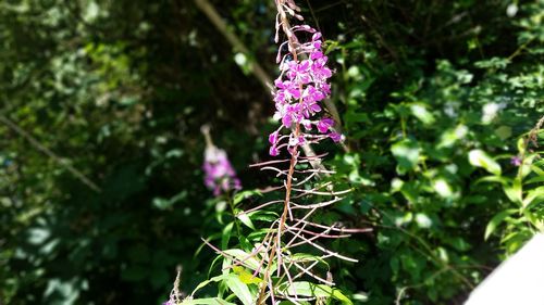 Close-up of purple flowers