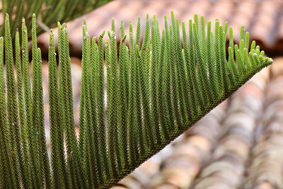 Close-up of green leaves of tree against rooftop