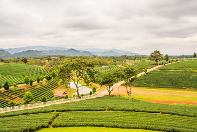 Choui fong tea plantation against cloudy sky