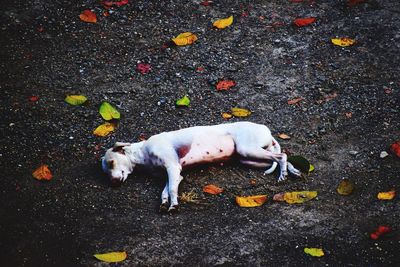 High angle view of dog