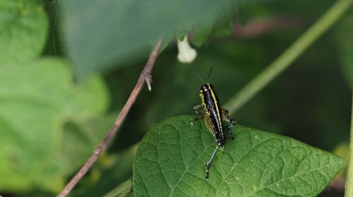 Close-up of insect on leaf