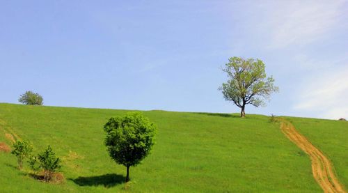 Scenic view of field against clear sky