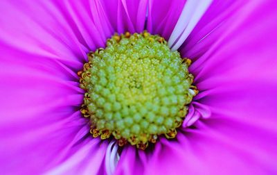 Macro shot of yellow flower