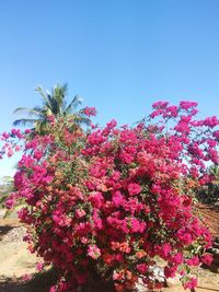 Low angle view of pink flowers against sky