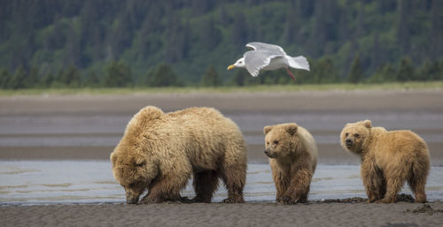 Young bears with mother