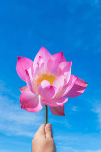 Close-up of hand holding pink flower against blue sky