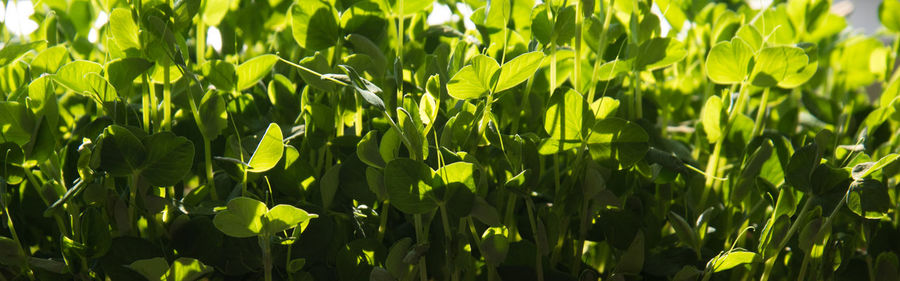 Close-up of yellow flowers on field