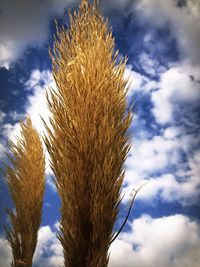 Low angle view of crop against cloudy sky