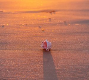 High angle view of shell on beach during sunset