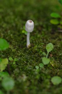 mushroom