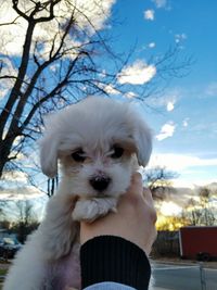 Cropped hand of woman holding puppy against sky