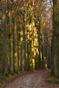 Footpath amidst trees in forest during autumn