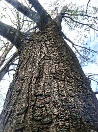 Low angle view of bare tree against sky