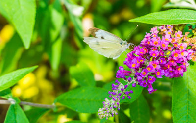 Close-up of butterfly pollinating on pink flower