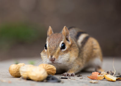 Close-up of squirrel eating food