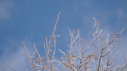 Low angle view of bare tree against blue sky