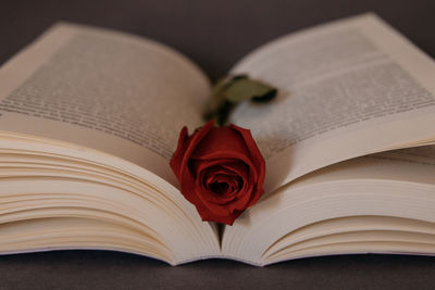 Close-up of red rose on table