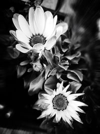 Close-up of flowers blooming outdoors