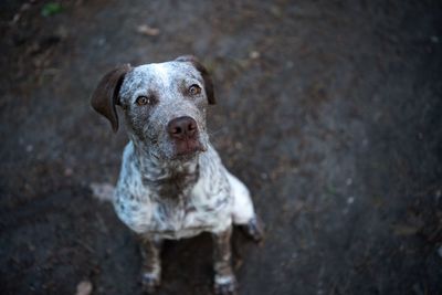 High angle portrait of dog on field