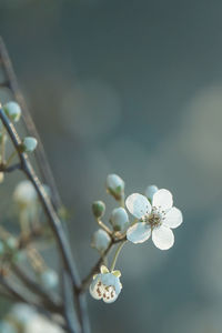 Close-up of white cherry blossom